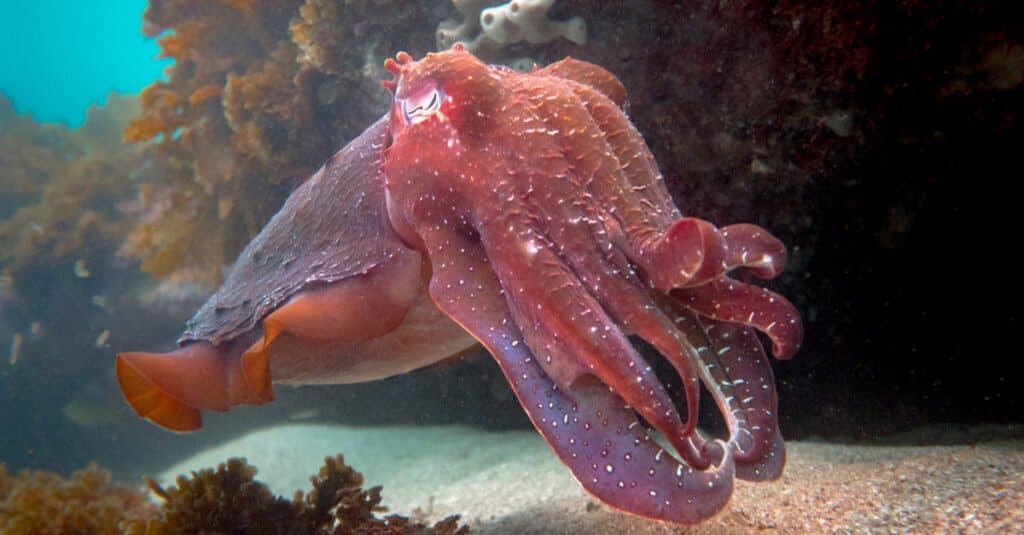 Incredible Cuttlefish Facts - Red Cuttlefish