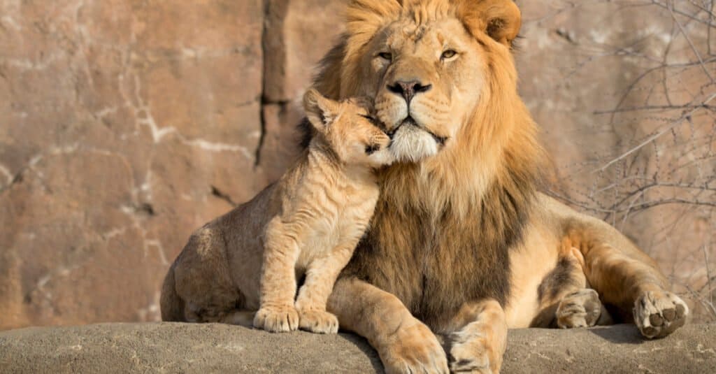 Lion baby - a lion cub snuggles with a male