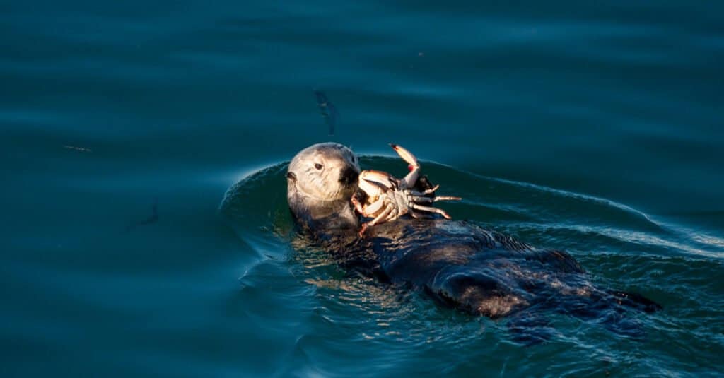 What eats crabs - otter eating a crab 