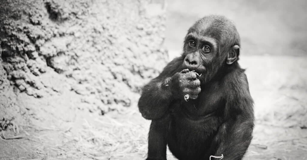 gorilla baby - gorilla infant eating
