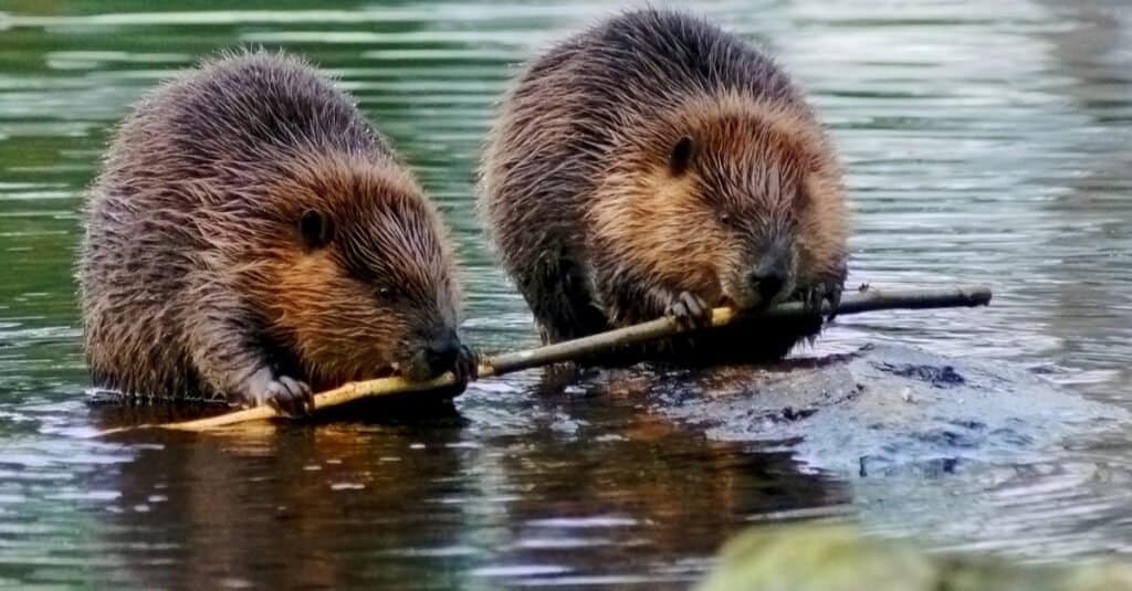 What do beavers eat - beaver with twig