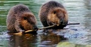 What Do Beavers Eat? Picture