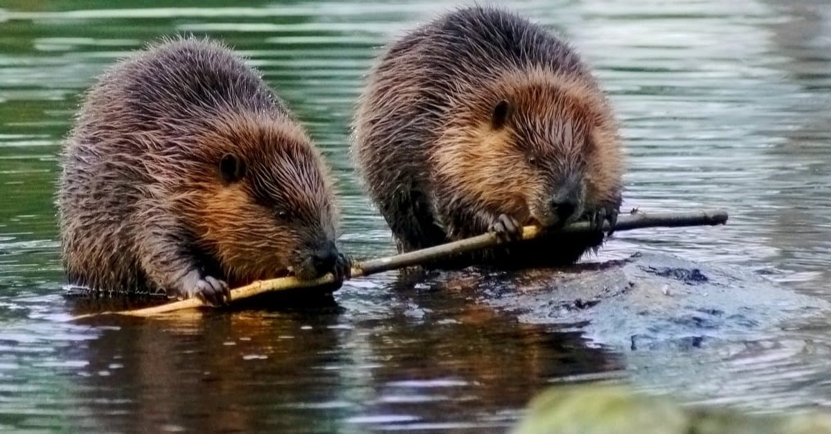 What Do Beavers Eat? - AZ Animals
