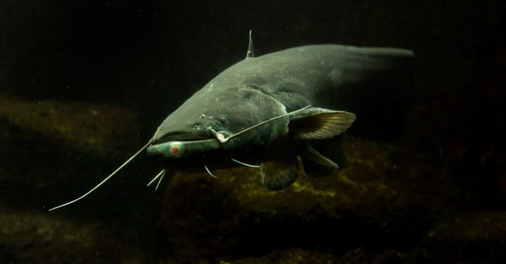 Cá ngon nhất - Wels Catfish