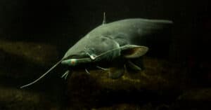 10 Crazy-Cool Catfish Facts Picture