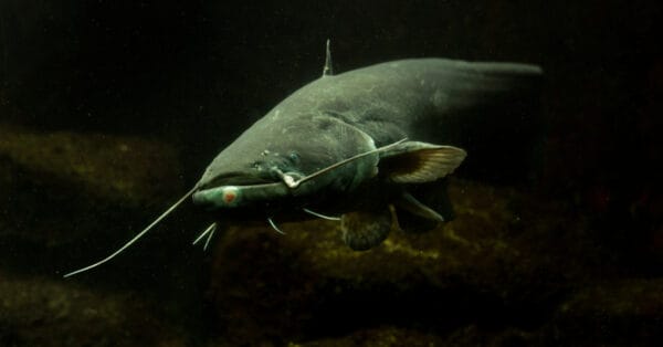 Wels Catfish Fish Facts - Silurus glanis - A-Z Animals