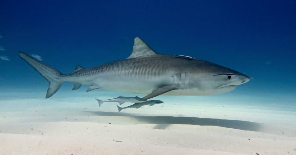 Tiger Shark vs Crocodile: Fight