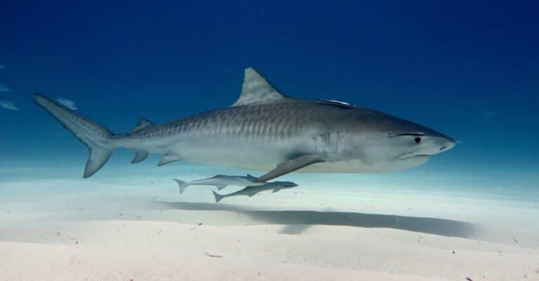What do tiger sharks eat - a tiger shark swimming