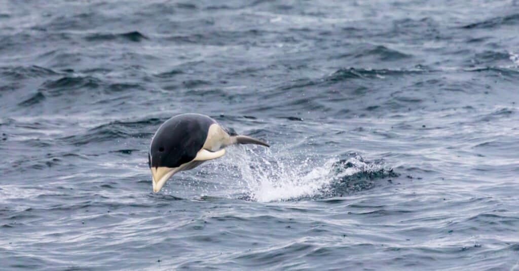 Delfines más grandes - delfín ballena franca austral 