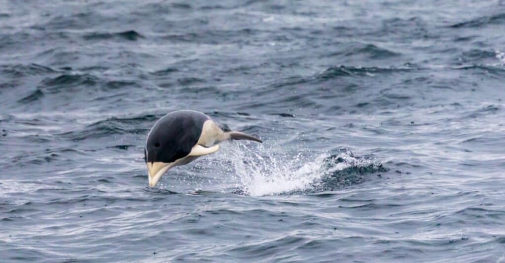 Largest dolphins - Southern right whale dolphin