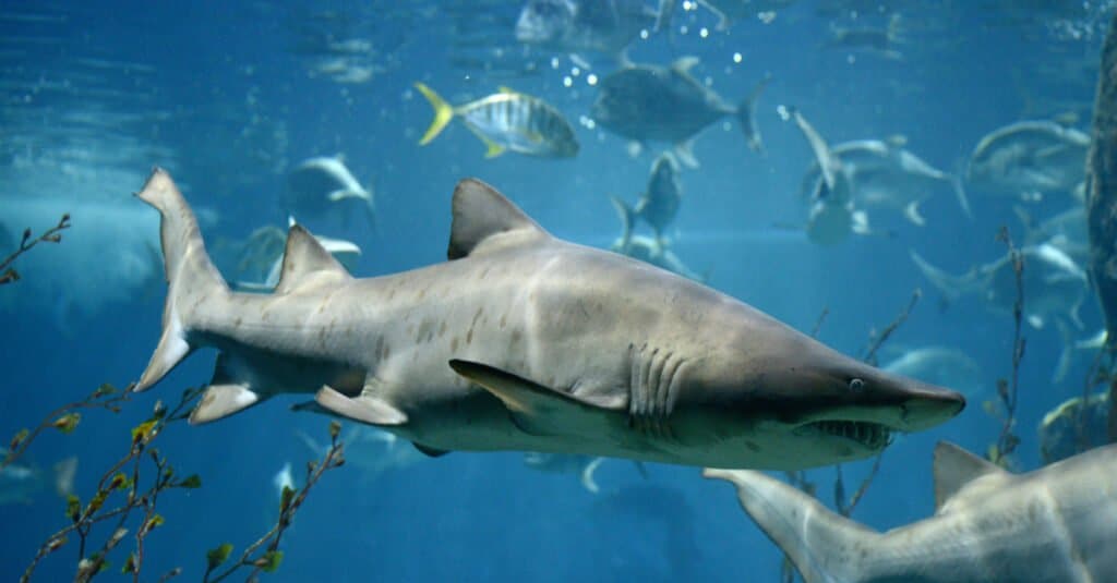 Sự thật về cá mập bò - một con cá mập bò đang bơi