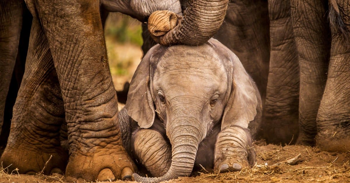 baby elephant - baby elephant and parents