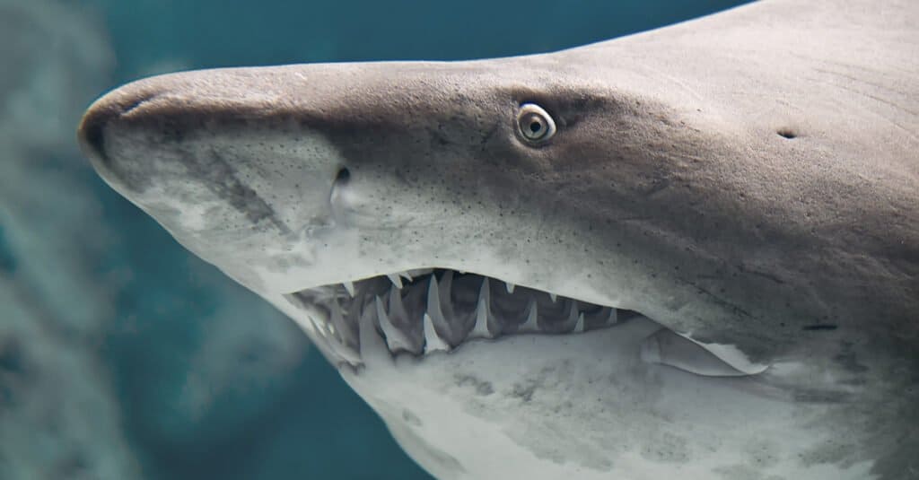 Bull shark teeth