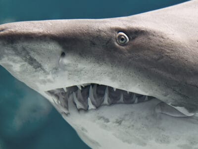 A Discover the Most Dangerous Shark in the World
