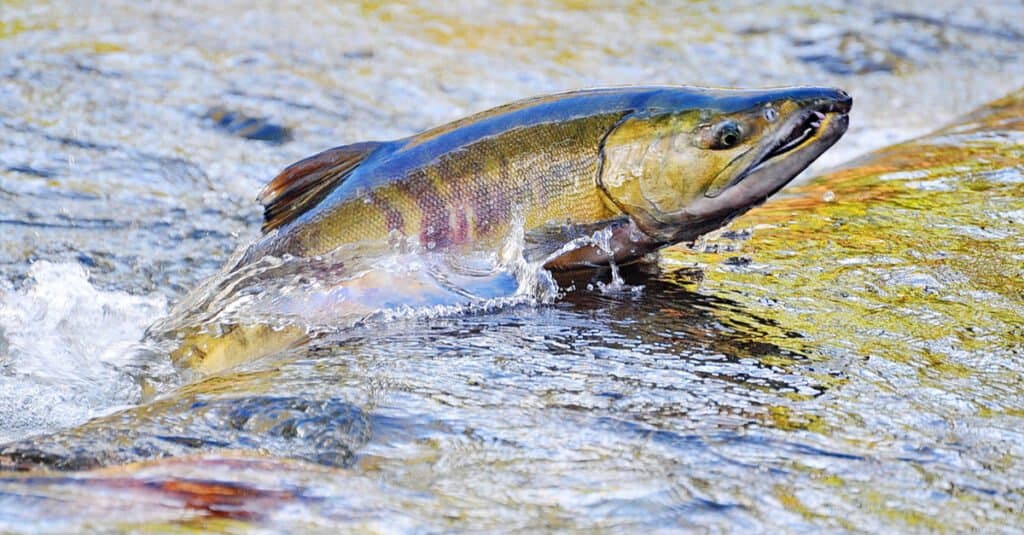 record salmon