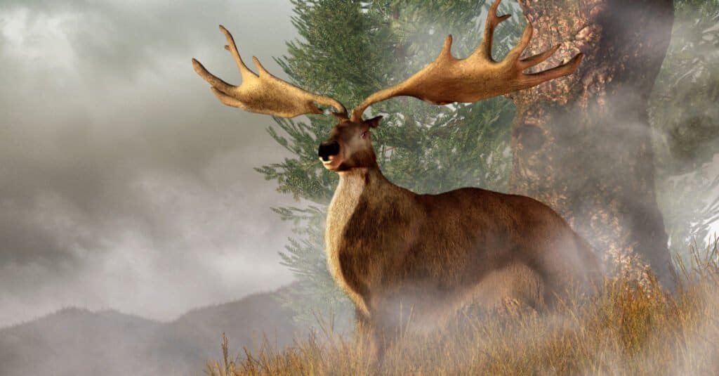 Largest Deer Ever - Irish Elk 