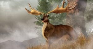 When Did the Irish Elk Go Extinct? Picture
