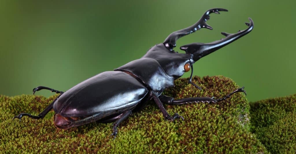 Largest beetles - Giraffe stag beetle