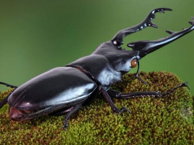 A Stag Beetle vs. Rhino Beetle: What Are The Differences?