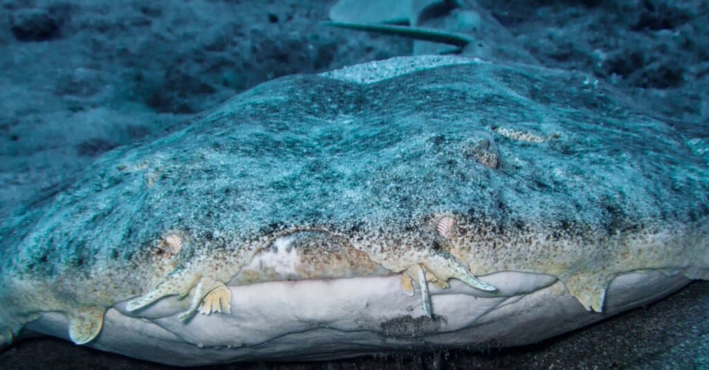 Types of Shark - Angel Shark