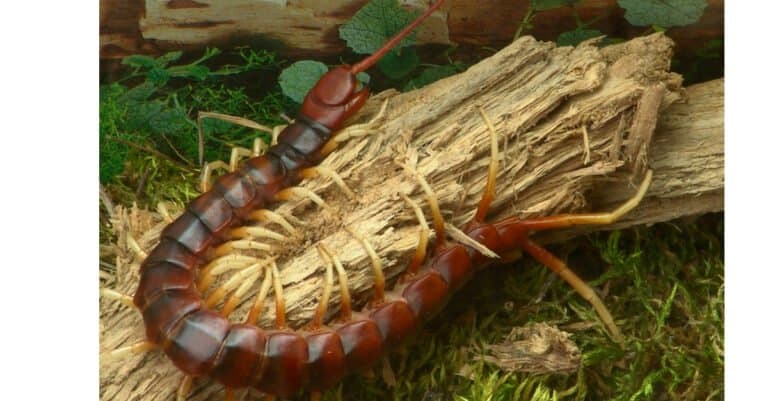 Biggest Centipedes - Peruvian giant yellow-leg centipede