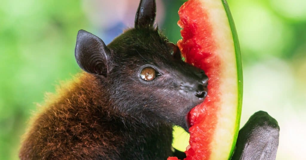 What Do Bats Eat - Fruit Bat Eating Watermelon