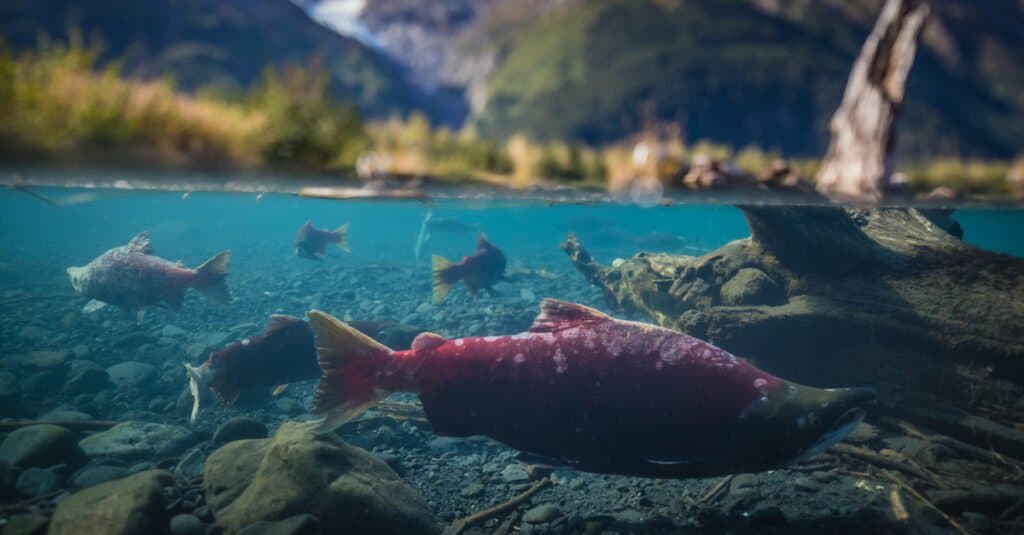 Salmón más grande: salmón rojo en desove 