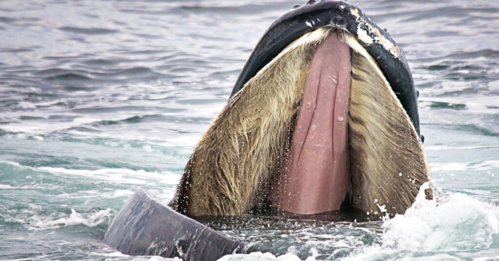 what do whales eat - baleen 