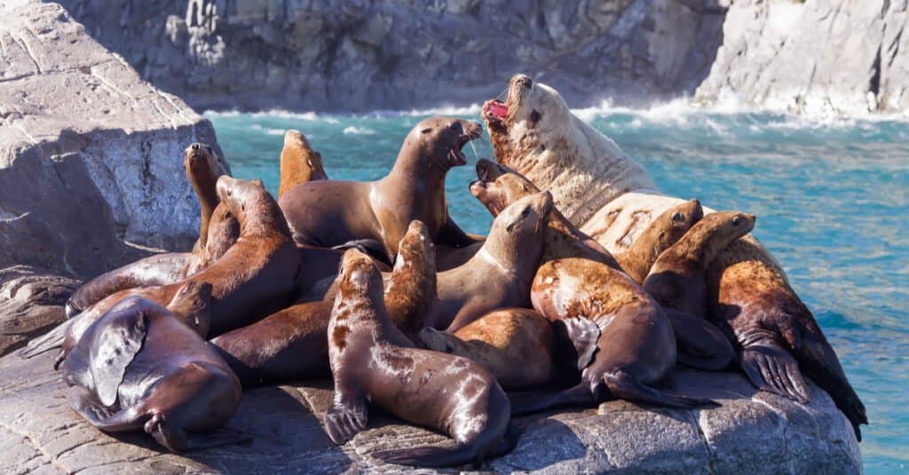 California sea lions and Steller sea lions are not endangered.