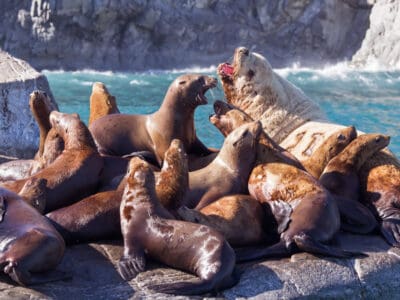 A 10 Incredible Sea Lion Facts
