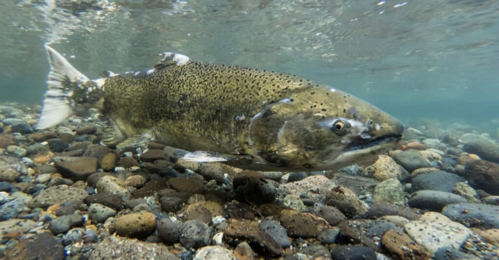 Largest salmon - chinook salmon