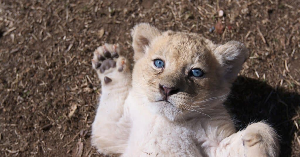 Lion baby - lion cub with blue eyes