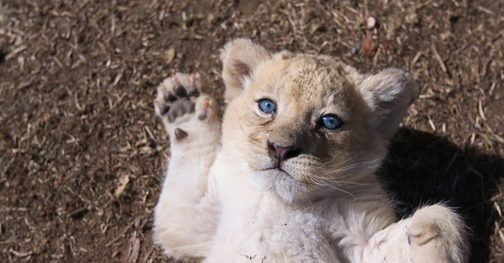 cute white lion cubs with blue eyes