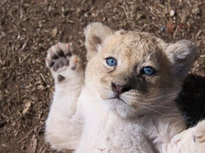 A This Baby Cub Practices Their Pounce on Mama, and Totally Nails It