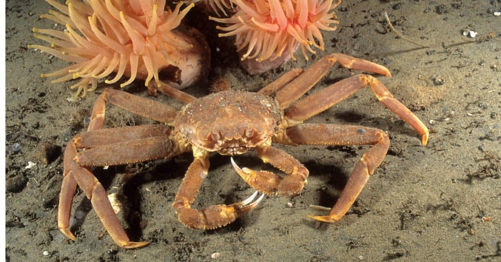 Largest crabs - Opilio Crab 