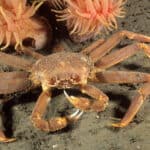 An opilio crab in the St. Lawrence river