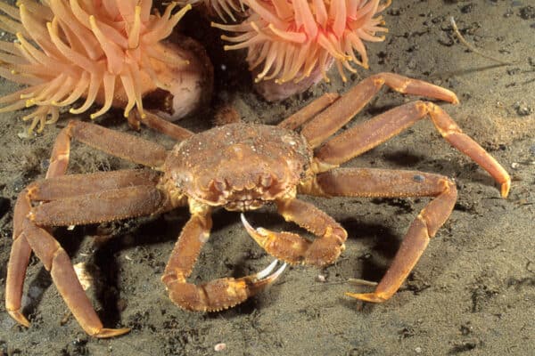 An opilio crab in the St. Lawrence river