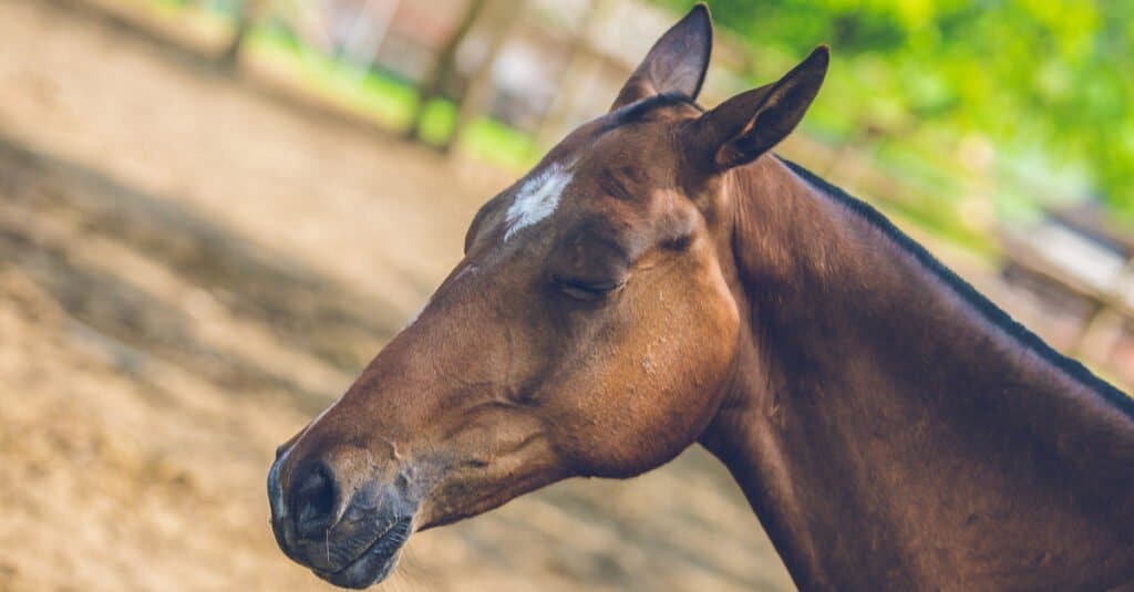 Animals that Sleep Standing Up - Sleeping Horse 