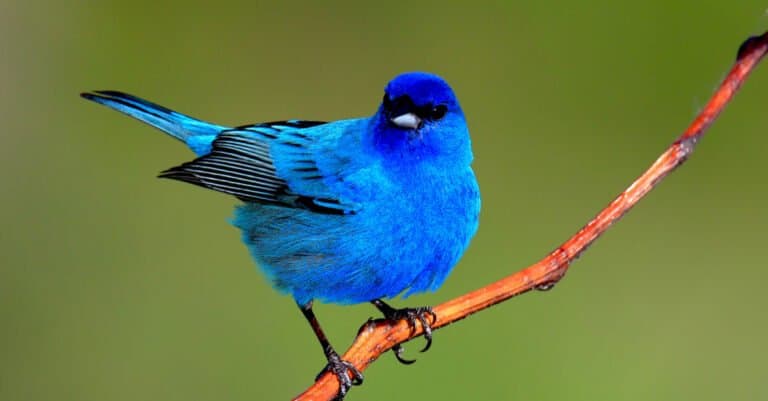 A male indigo bunting perched up on bare branch against a green background. As it's name suggests, the bird is vivid blue.