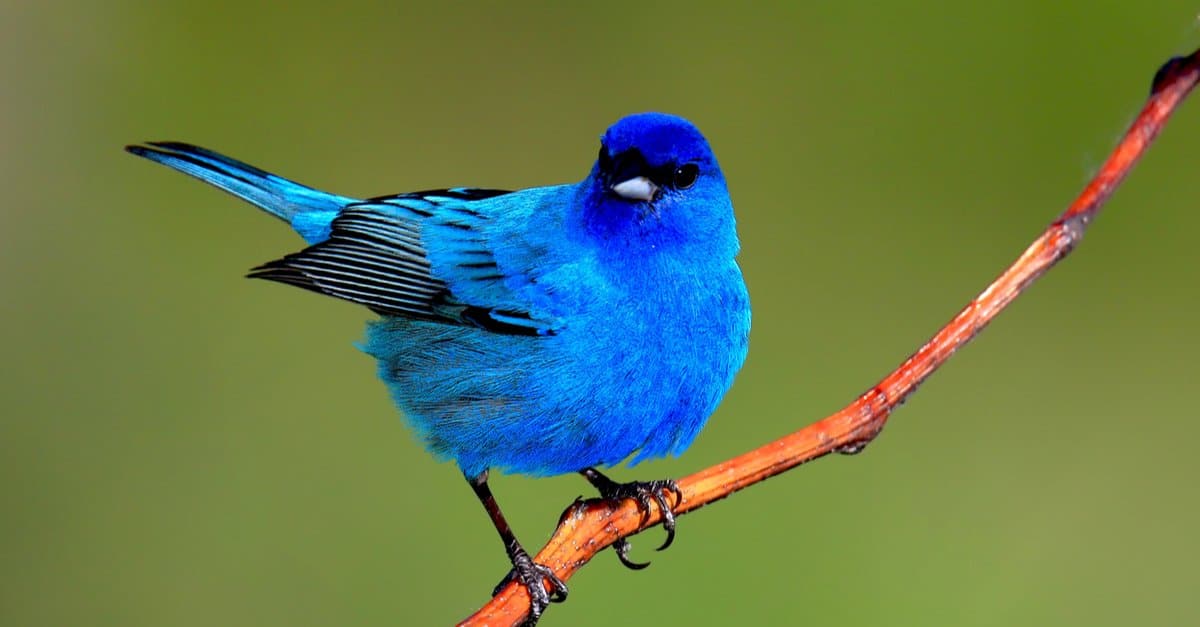 11 Types of Blue Birds of North America (With Pictures)