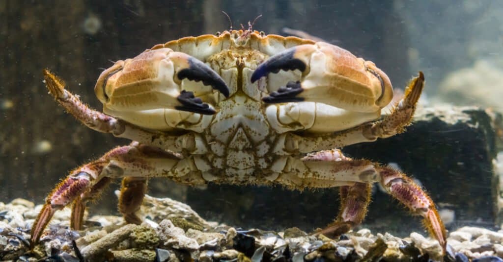 Largest crabs - brown crab