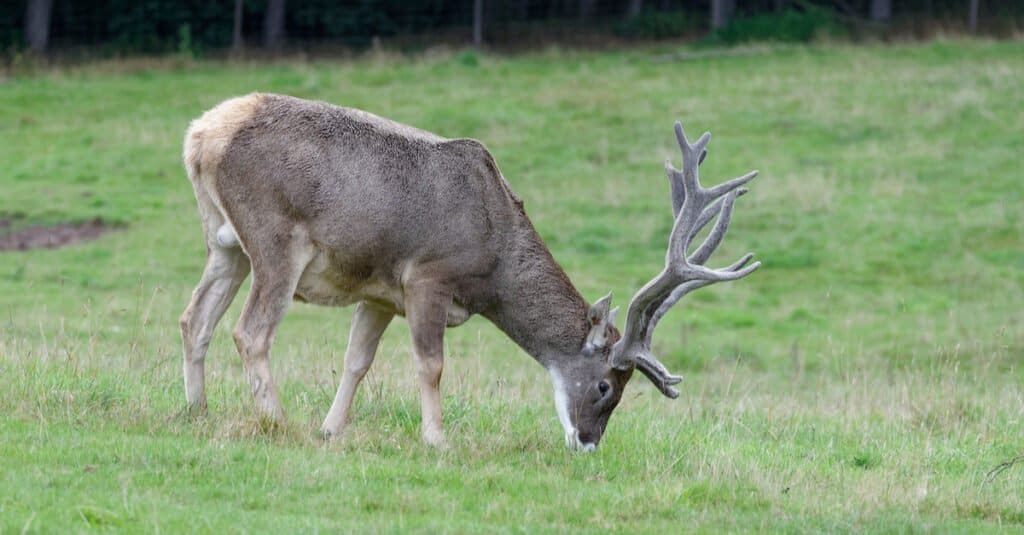 Largest Deer - Thorold’s Deer