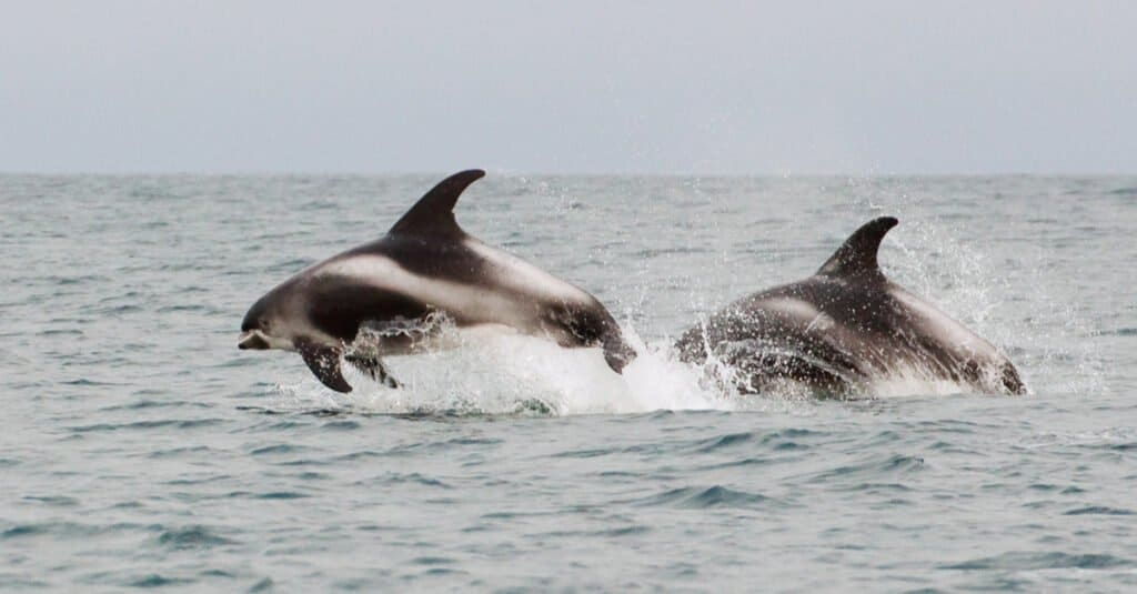 Largest dolphin - white beaked dolphin