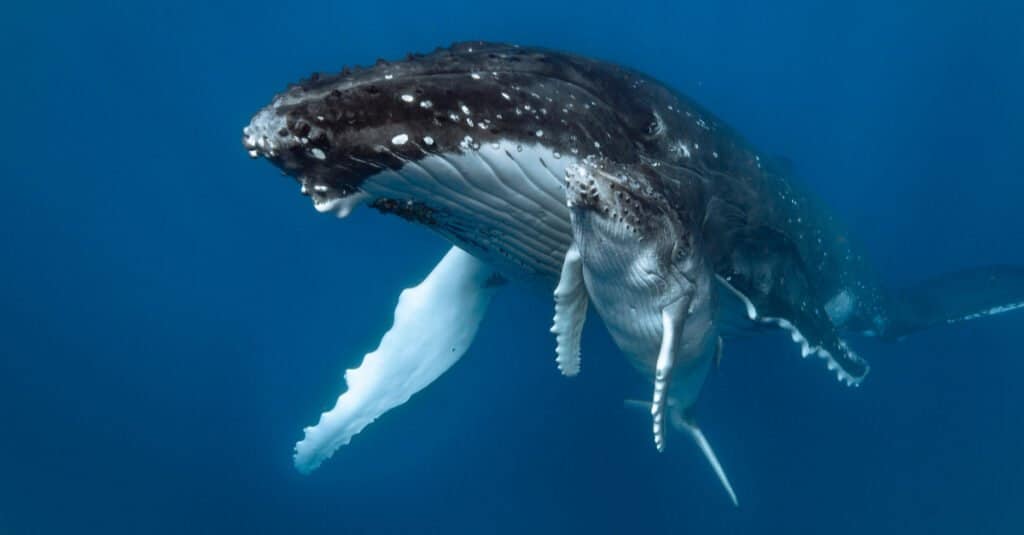 ลูกปลาวาฬใต้น้ำ