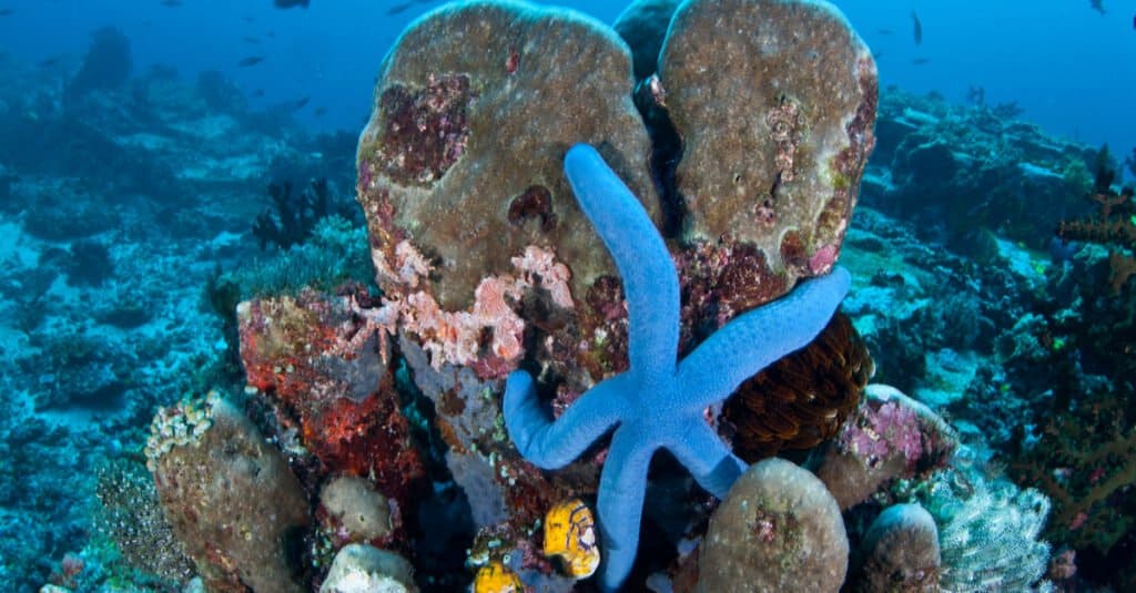 Blue Animals - Sea star ((Linkia laevigata) 