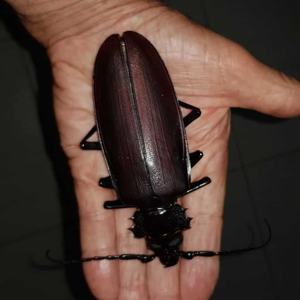 Los escarabajos más grandes - Titan Beetle