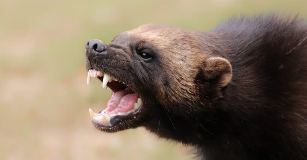 Wolverine Animal Facts - Wolverine Showing Teeth