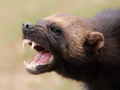 A Wolverine Teeth: Everything You Need To Know