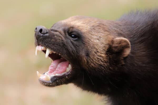 Wolverines are ferocious predators believed to kill prey much larger than themselves.