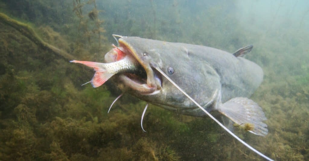 blue catfish vs channel catfish